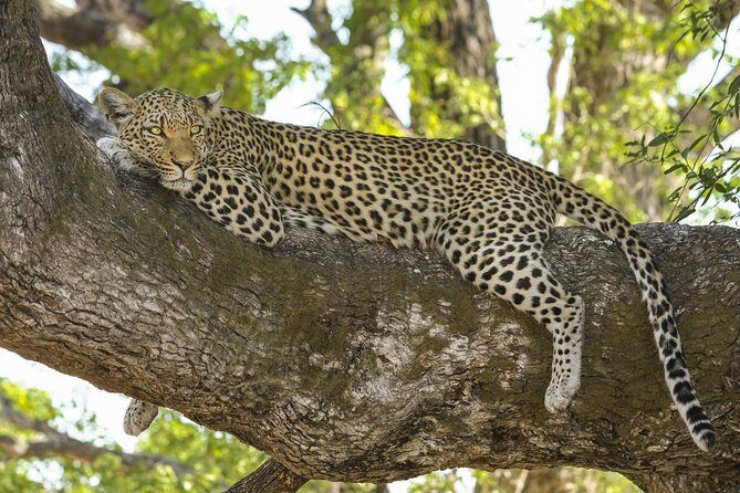 Morning 07 Hour Private Safari at Yala National Park by Yala La Safari Tours - How the 7–8 hours actually play out in your morning