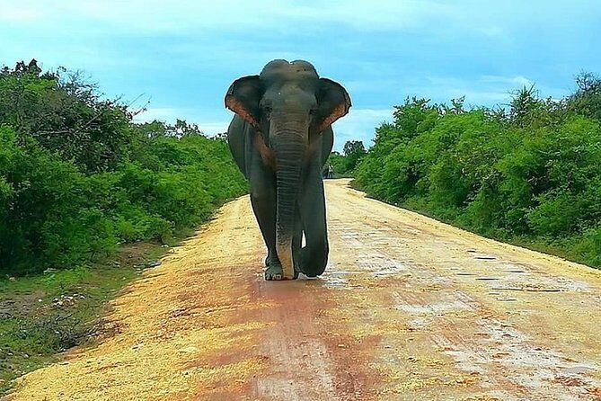 Morning 07 Hour Private Safari at Yala National Park by Yala La Safari Tours - Price and value: what $94 per person really buys you