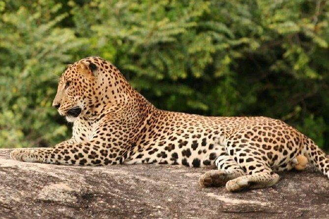 Morning 07 Hour Private Safari at Yala National Park by Yala La Safari Tours - Weather reality in Yala: plan for nature to steer the day