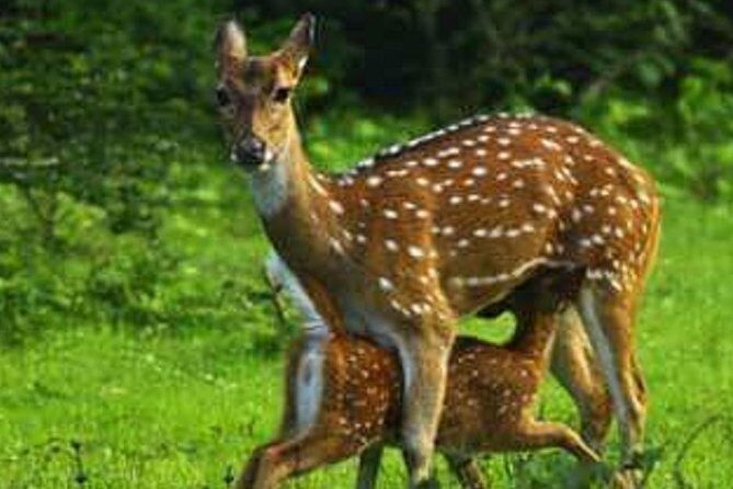 Morning 07 Hour Private Safari at Yala National Park by Yala La Safari Tours - Who this private Yala safari suits best