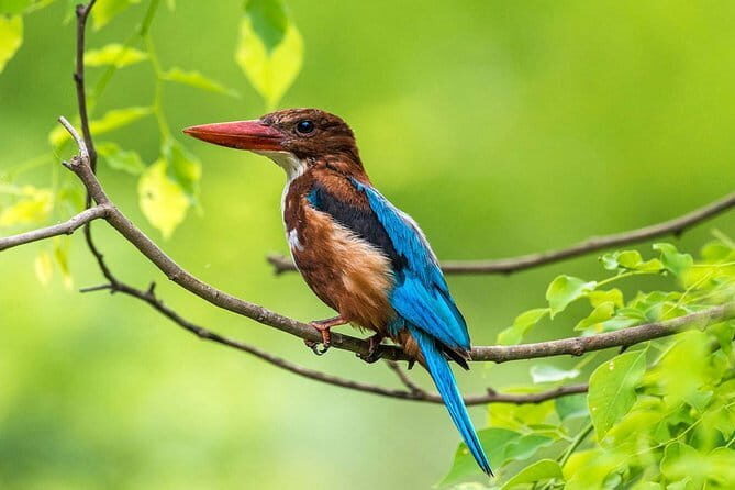 Muthurajawela Bird Watching Tour From Colombo & Negombo - Key things to know before you go