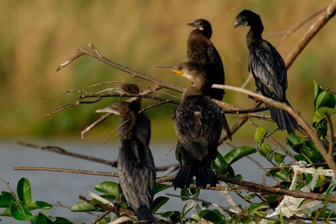Muthurajawela Bird Watching Tour From Colombo & Negombo - Why Muthurajawela is such a good birdwatching target