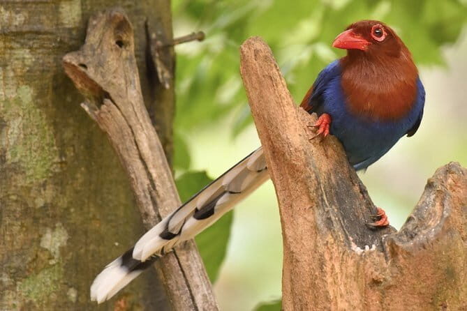 Muthurajawela Bird Watching Tour From Colombo & Negombo - Timing, duration, and managing expectations (2 to 5 hours)