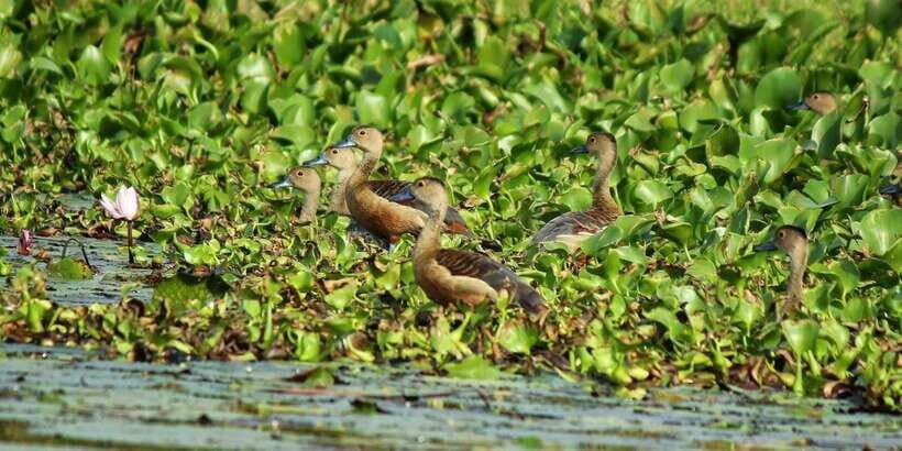Muthurajawela Bird Watching Tour from Negombo and Colombo - Muthurajawela Wetlands: a real marsh, not a birding fantasy