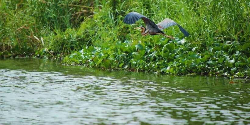 Muthurajawela Bird Watching Tour from Negombo and Colombo - Two hours on the water: how the best sightings happen