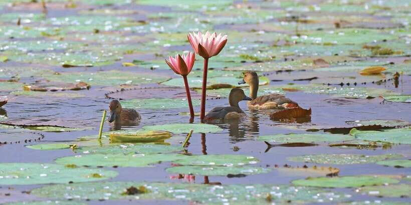 Muthurajawela Bird Watching Tour from Negombo and Colombo - The visitor-center start: safety briefing and quick orientation