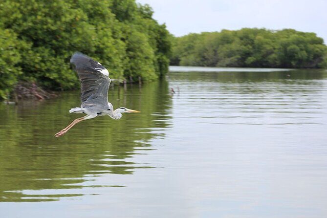 Muthurajawela Bird Watching Tour from Negombo / Colombo - Muthurajawela Marsh: why this wetland birding feels different