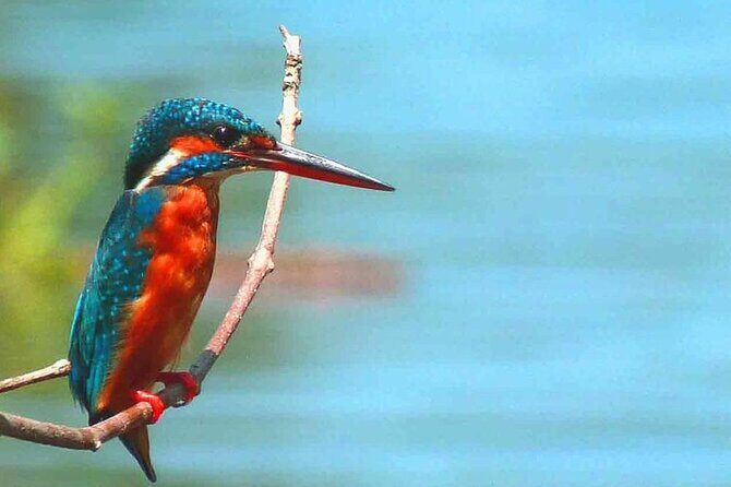 Muthurajawela Bird Watching Tour from Negombo / Colombo - Refreshments and guide talk: the small touches that make the trip easier