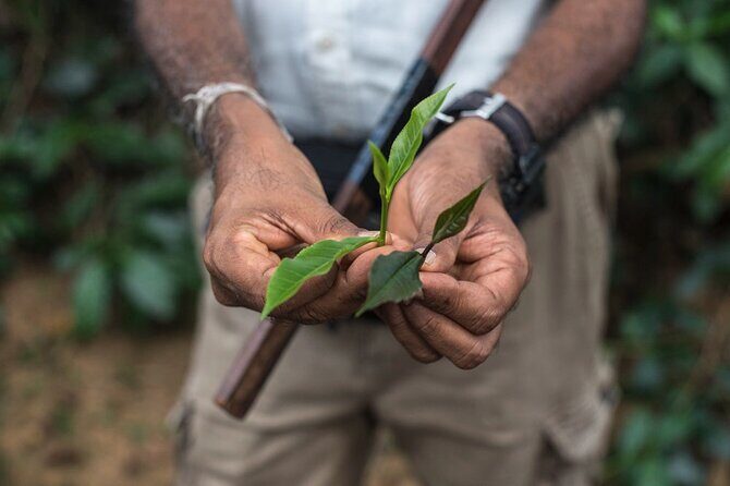 Nandana Tea Walking Tour in Sri Lanka - Key Things That Make Nandana Worth Your Time