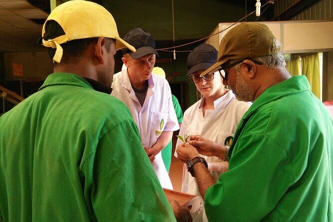 Nandana Tea Walking Tour in Sri Lanka - Tea tasting: comparing multiple teas like a grown-up