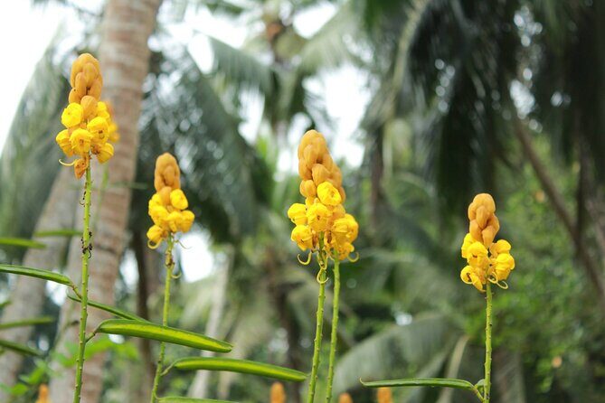 Nandana Tea Walking Tour in Sri Lanka - Optional banana-leaf or lotus-leaf meal: what to expect