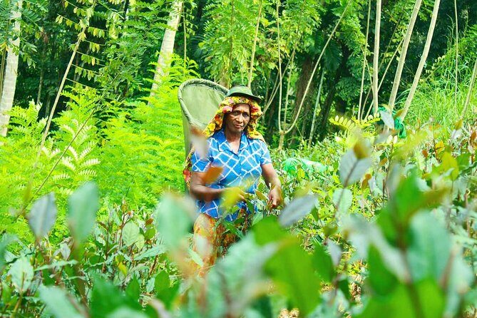 Nandana Tea Walking Tour in Sri Lanka - Is $78 good value for tea lovers in Sri Lanka?