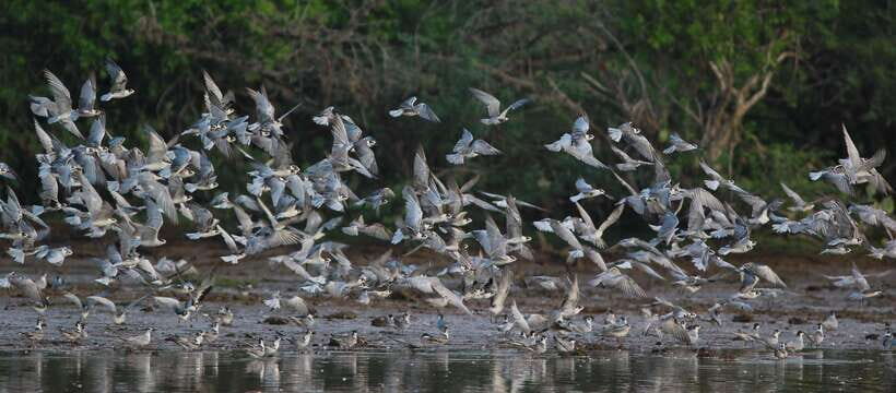 Negombo: Hamilton Canal to Colombo by Boat via Muthurajawela - Key highlights in plain English