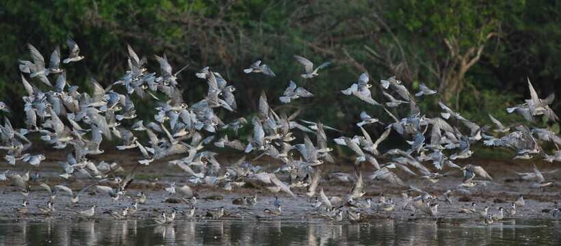 Negombo: Hamilton Canal to Colombo by Boat via Muthurajawela - Best for: bird lovers, photographers, and calm-water seekers