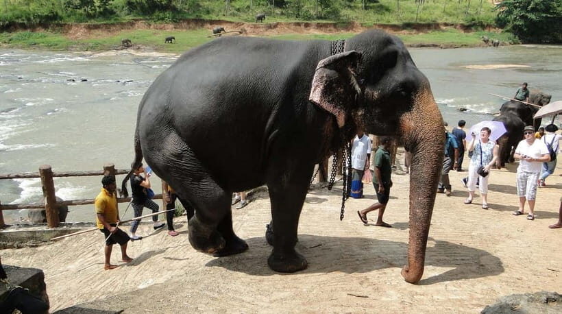 Negombo: Kandy and Pinnawala Elephant Orphanage Day Tour - Comfort, safety, and timing: why the driver experience matters