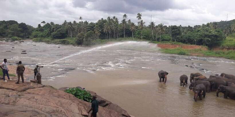 Negombo: Kandy and Pinnawala Elephant Orphanage Day Tour - From Negombo or Colombo: the early start that sets the pace