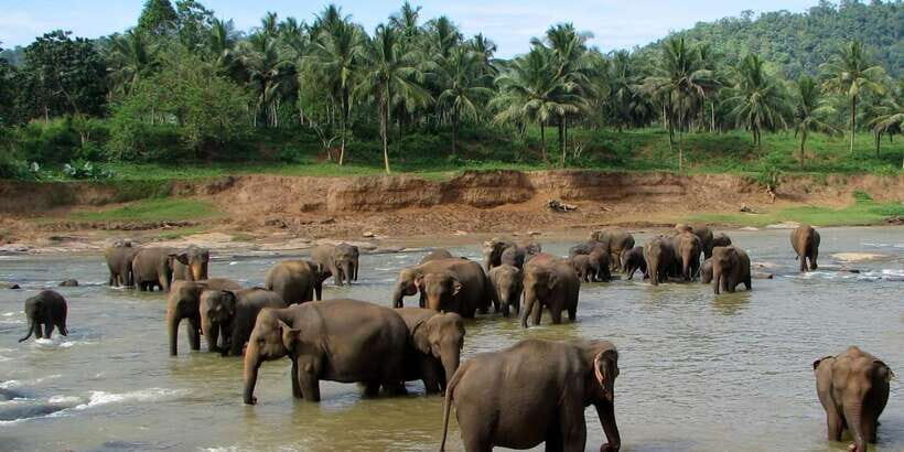 Negombo: Kandy and Pinnawala Elephant Orphanage Day Tour - Herbal garden walk and tea factory: the calm breaks between big sights
