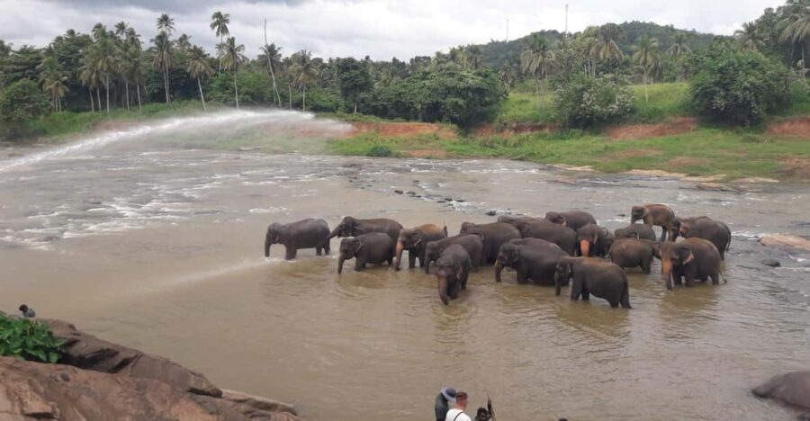 Negombo: Kandy and Pinnawala Elephant Orphanage Day Tour - What $85 buys: private car, English guide, and what you still pay for