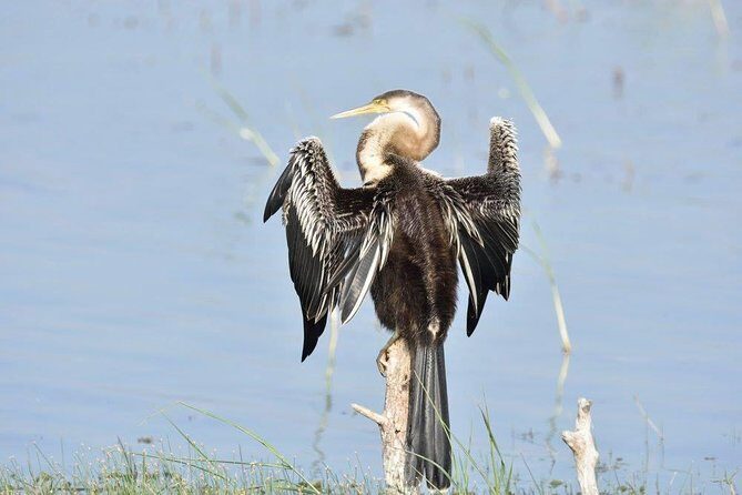Negombo Lagoon Boat Safari From Negombo - Negombo Lagoon by Boat: What You Really See in 2–3 Hours