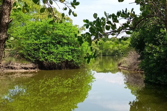Negombo Lagoon Boat Safari Hotel Pickup(Monkey,Mangrove) - Price check: is $50 per person good value?