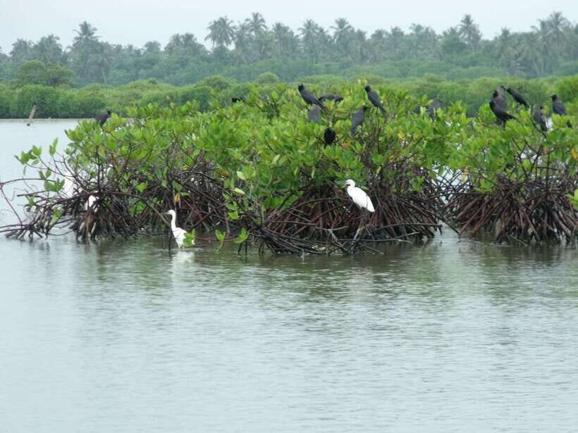 Negombo Lagoon (Mangrove ) Boat Excursion - Key Things You’ll Notice on This Negombo Lagoon Boat Ride