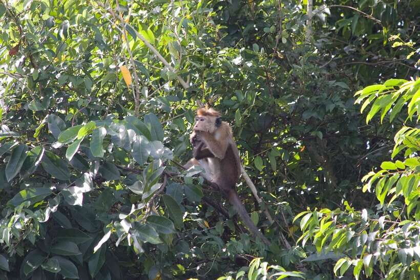Negombo Lagoon (Mangrove ) Boat Excursion - The Dutch Canal Stops: Short Breaks That Actually Help