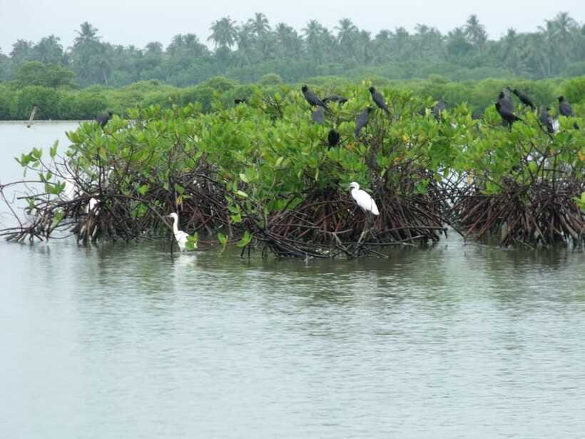 Negombo Lagoon (Mangrove ) Boat Excursion - Price and Value: Is $120 for Up to 3 a Good Deal?