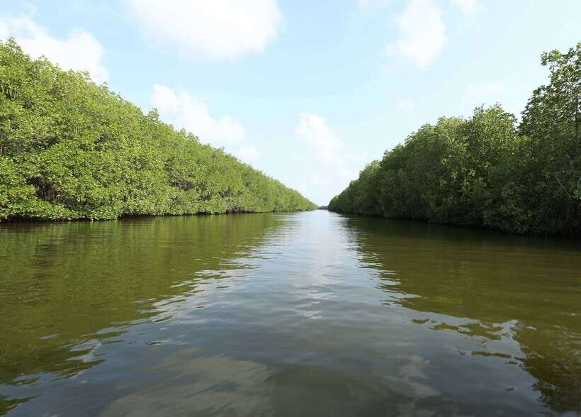 Negombo Lagoon (Mangrove ) Boat Excursion - What to Bring (and What Can Trip You Up)