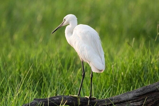 Negombo Lagoon & Muthurjawela Bird Watching Boat Tour - Why this boat tour works in Negombo (even if your schedule is tight)