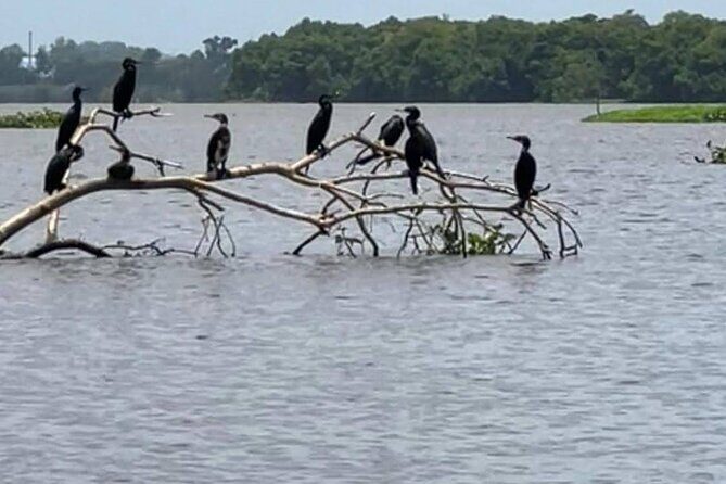 Negombo Lagoon & Muthurjawela Bird Watching Boat Tour - Price and value: is $45 per person fair?