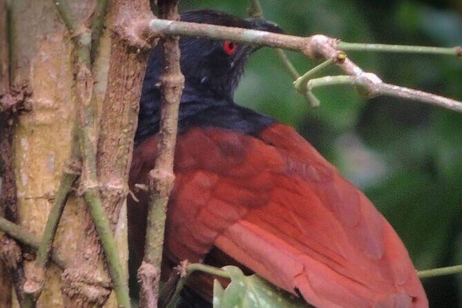 Negombo Lagoon & Muthurjawela Bird Watching Boat Tour - What you’ll actually do during the ride (and how to enjoy it more)