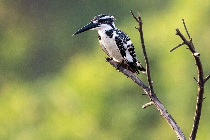 Negombo Lagoon & Muthurjawela Bird Watching Boat Tour - Stop 2: Muthurajawela Marsh for about an hour of wetland bird vibes