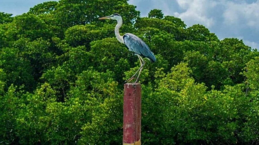 Negombo Private Tour: Market, Temples & Canal - Negombo Fish Market and the dry fish processing area: the real heart of town
