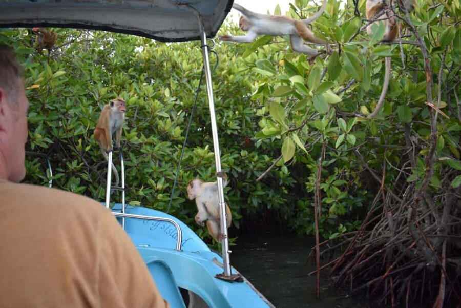 Negombo: Sunset lagoon boat tour with hotel transfers - The shallow lagoon walk and fruit break: legs in the water, no rush