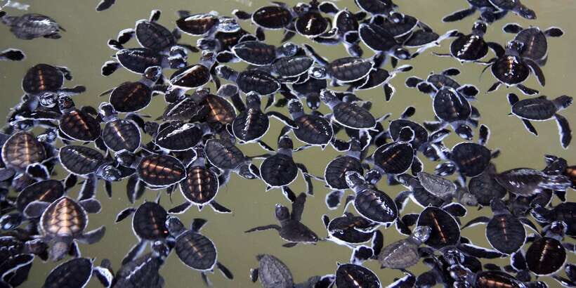 Negombo: Turtle hatchery, River safari, moon stone & Galle - How the 10-hour schedule really feels in practice