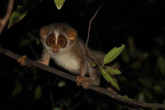 Night Hike to see Elusive & Rare Loris in Sigiriya - Key things I’d circle before you go
