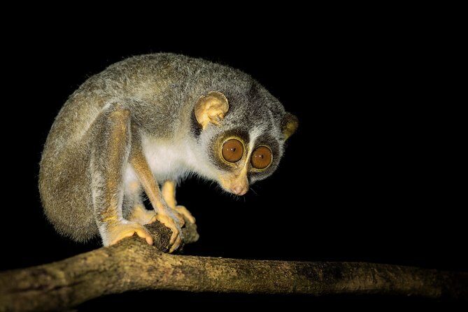 Night Hike to see Elusive & Rare Loris in Sigiriya - Pidurangala After Dark: Why This Night Loris Hike Works