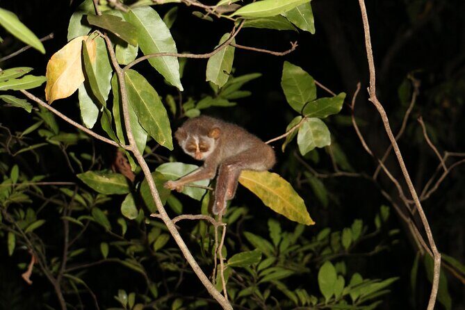Night Hike to see Elusive & Rare Loris in Sigiriya - The 1.5-Hour Jungle Walk: How You Spot Lorises at Night