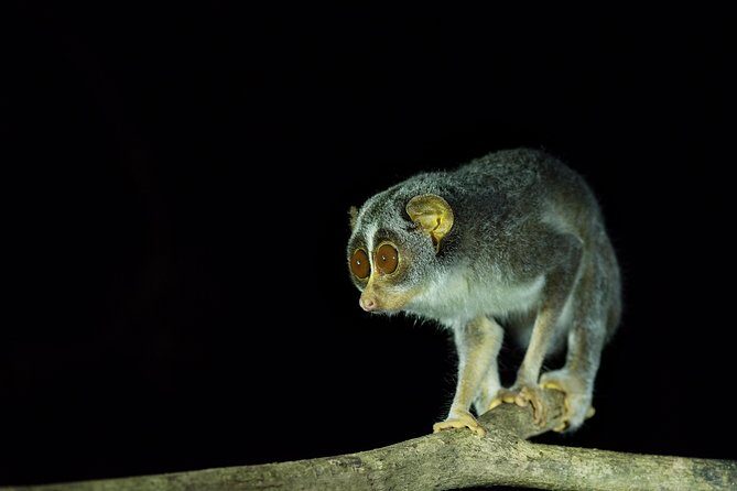 Night Hike to see Elusive & Rare Loris in Sigiriya - What Else You Might See Besides Loris