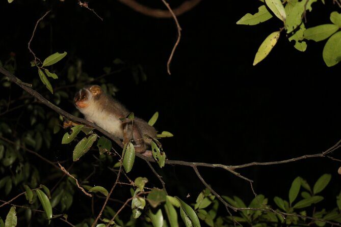 Night Hike to see Elusive & Rare Loris in Sigiriya - Price and Value: $64 Per Group Up to 2 (And What You’re Really Paying For)