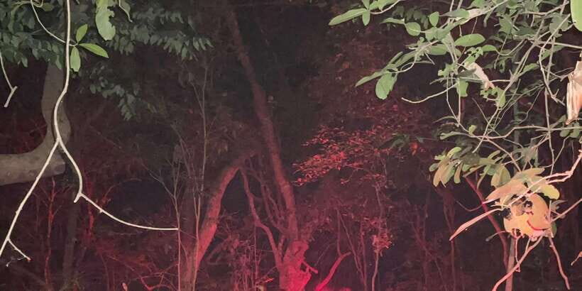 Night Hike to see Elusive & Rare Loris in Sigiriya - Who This Night Hike Fits Best (And Who Might Want to Rethink It)