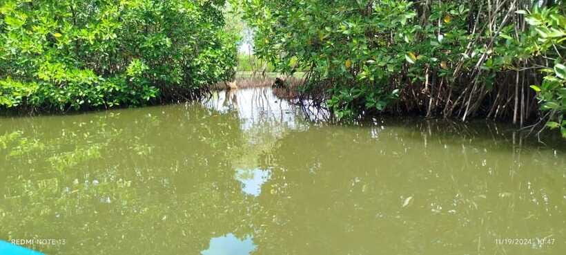 Nilaveli: Lagoon Boat Safari with Mangrove Exploration - Birdlife and the crocodile question (no, you can’t count on it)