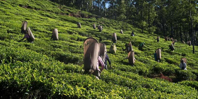 Nuwara Eliya: All-Inclusive Private Sightseeing Day Tour - Key highlights worth circling