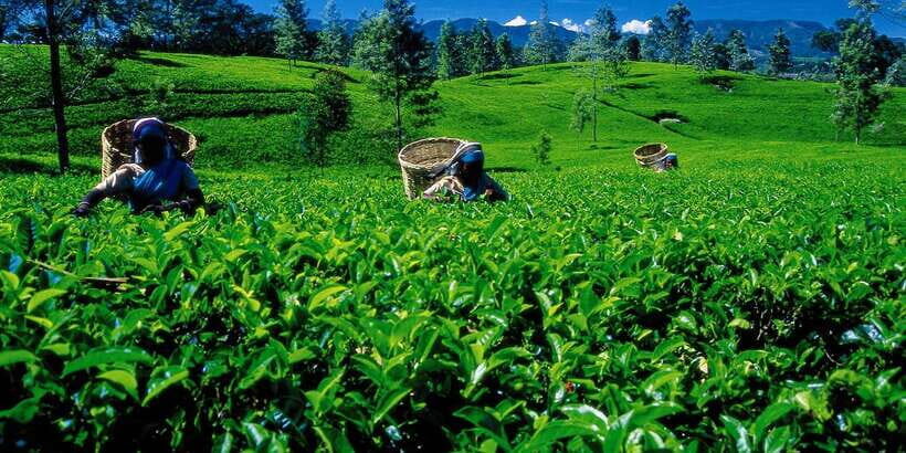 Nuwara Eliya: All-Inclusive Private Sightseeing Day Tour - Hakgala Botanical Gardens: roses, orchids, and a slower pace
