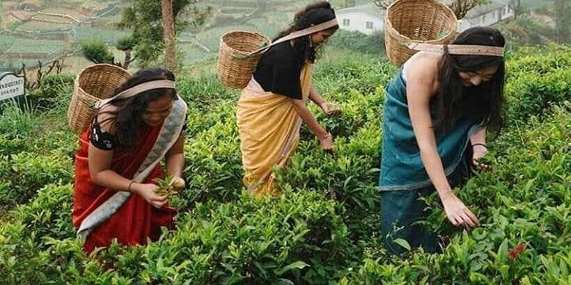 Nuwara Eliya Day Tour from Kandy (Private Tour) - Price and logistics: why it’s good value at about $43