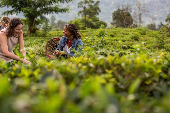 Nuwara Eliya from Kandy by Train - Weather, timing, and comfort tips for a smooth highland day