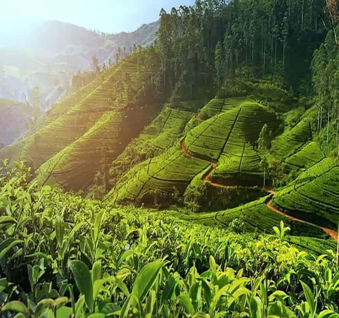 Nuwara Eliya Full day: 5Waterfalls, 2Tea Test & pick by TUK - Five waterfalls plus scenic drives: photo strategy and realistic pacing