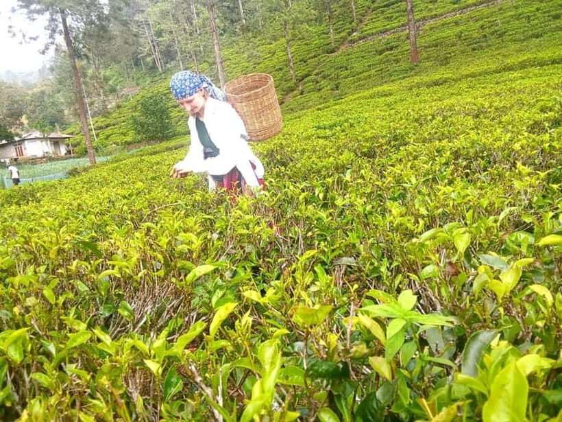 Nuwara Eliya Full day: 5Waterfalls, 2Tea Test & pick by TUK - Guides, small comforts, and the value of English explanations