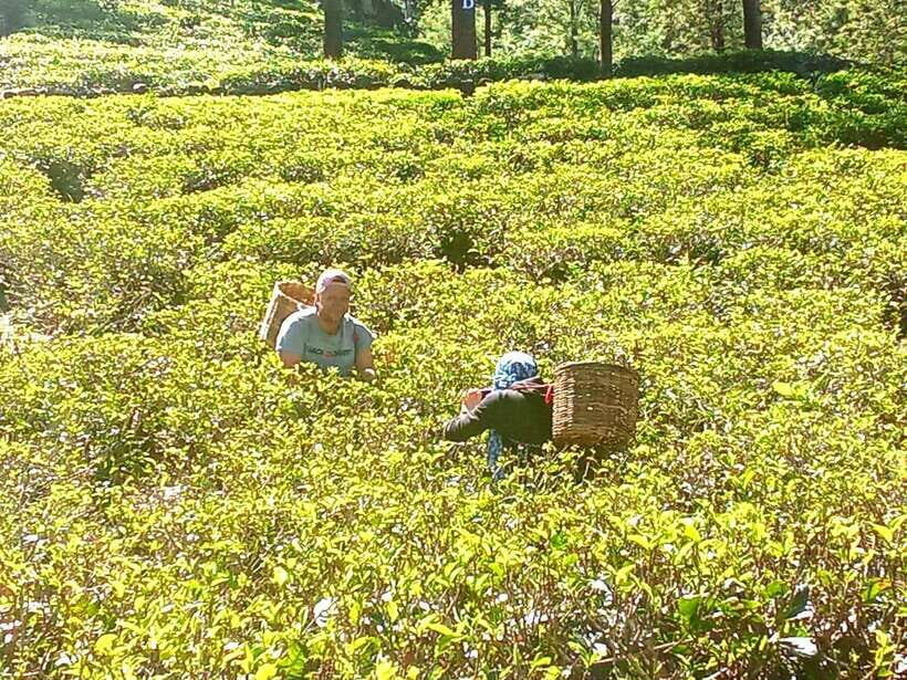 Nuwara Eliya: Tea Factory and Pickle Waterfalls Tuk Tuk Tour - What This Tour Feels Like: Balanced, Not One-Note
