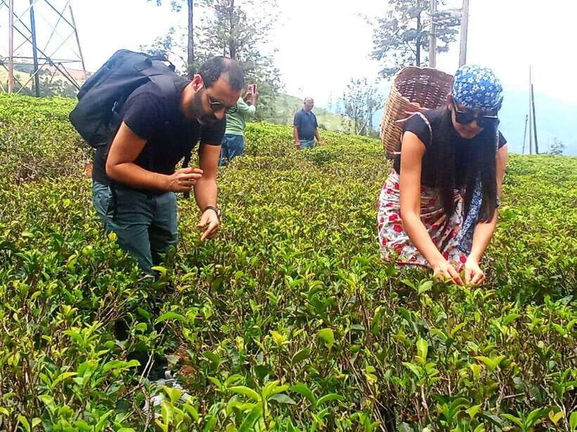 Nuwara Eliya: Tea Factory and Pickle Waterfalls Tuk Tuk Tour - Who Should Book (and Who Should Skip)